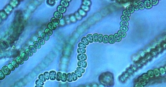 Mining secondary metabolites in cyanobacterial genomes