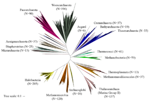 Archaea phylogeny