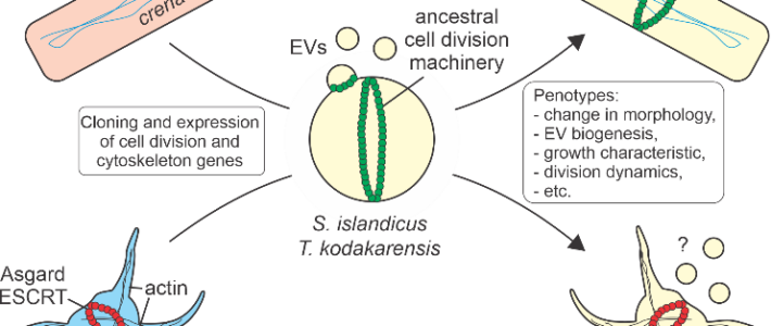 ARCHANE : Reconstructing the cell biology of the archaeal ancestor of eukaryotes